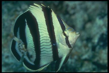 banded butterfly fish