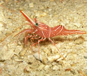 camel shrimp (Rhynchocinetes durbanensis)
