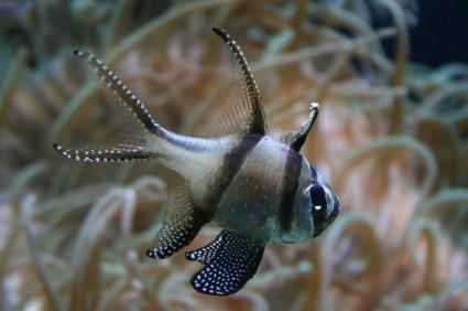 Banggai cardinalfish