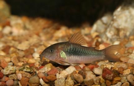 corydoras catfish