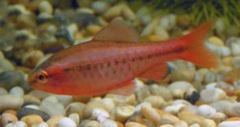 male cherry barb