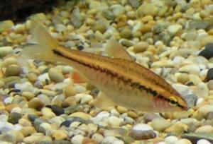 female cherry barb