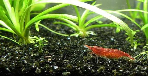 cherry shrimp in planted aquarium