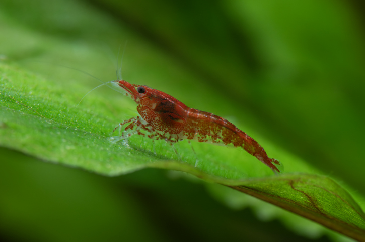 cherry shrimp in planted aquarium
