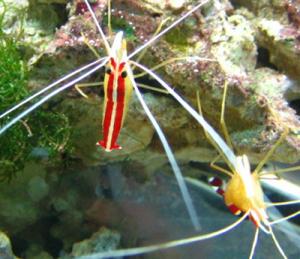 cleaner shrimp