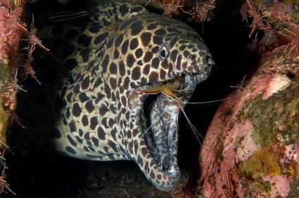 cleaner shrimp cleaning inside the mouth of a moray eel