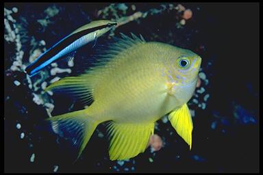 cleaner wrasse near a golden damselfish
