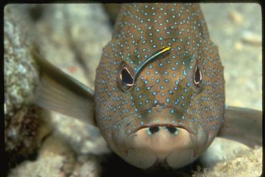 goby cleaning a coney grouper