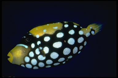 clown triggerfish (Balistoides conspicillum)
