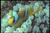 clownfish