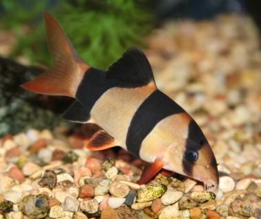 clown loach