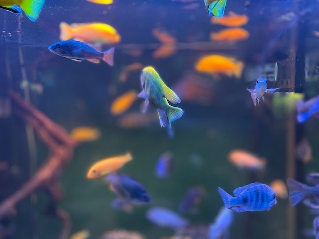 various fish in water