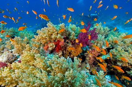 corals and marine fish in an aquarium