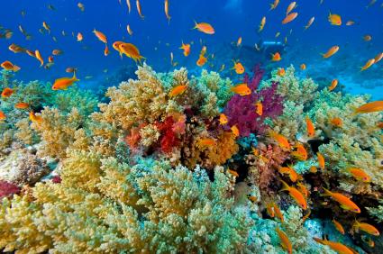 corals and marine fish in an aquarium