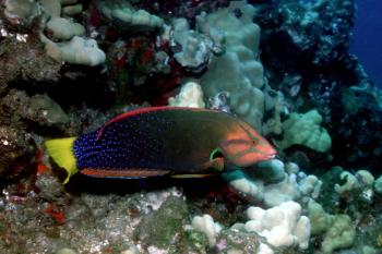 Yellow-Tail Coris (Coris gaimard)