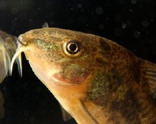 green corydoras catfish