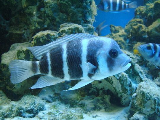 Cyphotilapia frontosa in aquarium