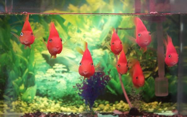 red fish in an aquarium