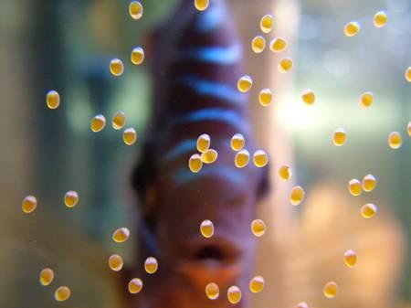 discus and eggs