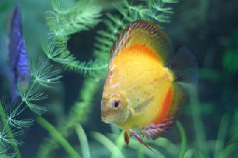 yellow discus