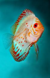 aqua blue discus