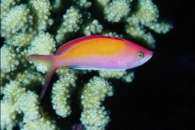 dispar anthias (Pseudoanthias dispar)