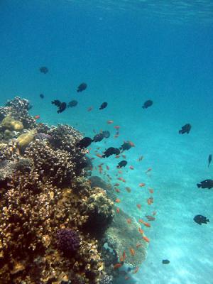 domino damselfish on coral reef