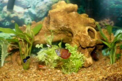dwarf gourami