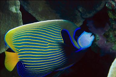 emperor angelfish