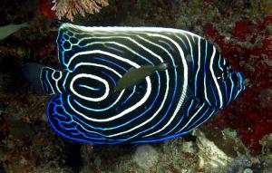 juvenile emperor angelfish