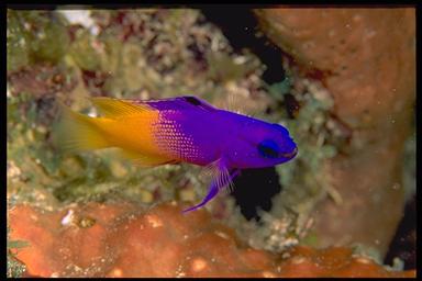 fairy basslet (gramma loreto)
