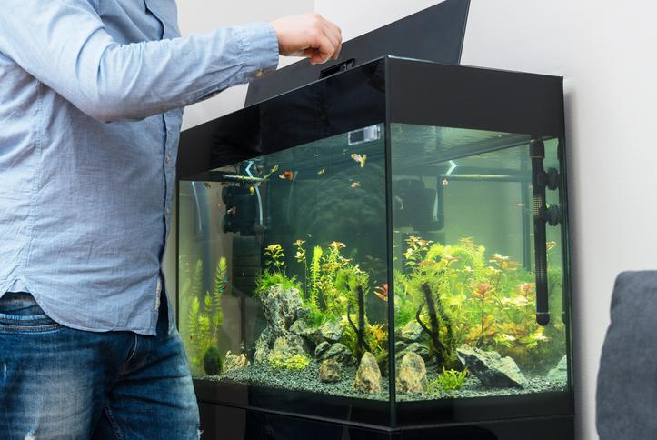 man feeding fish in aquarium