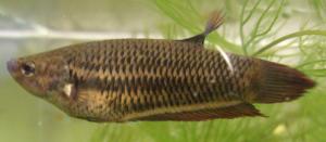 female betta splendens