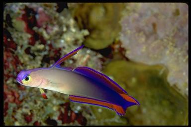 purple firefish