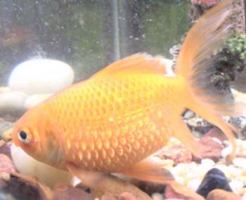 a goldfish with dropsy