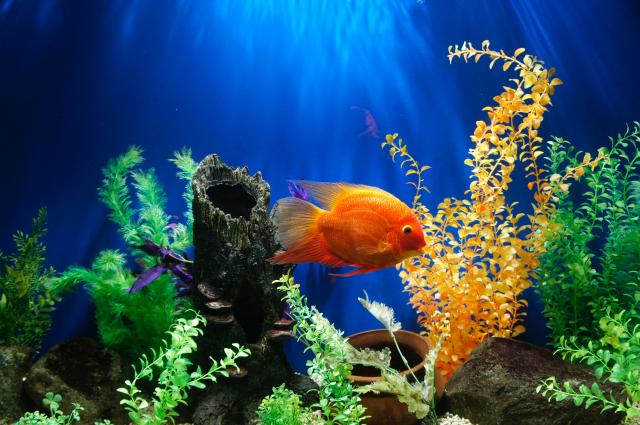 orange fish in planted aquarium