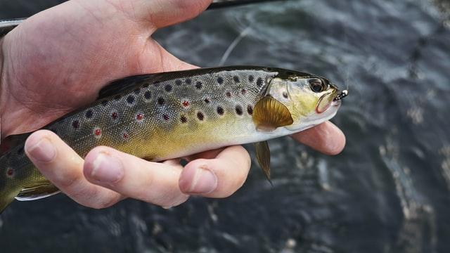 photo of fish in fisherman's hand