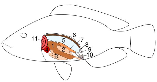 Fish Anatomy