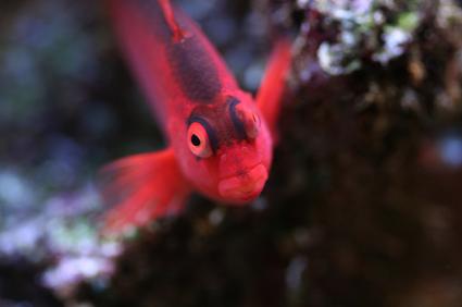 flame hawkfish (Neocirrhites armatus)