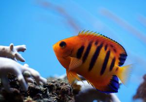 flame angelfish