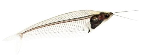 glass catfish