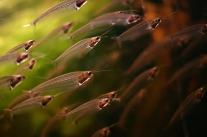 glass catfish in aquarium