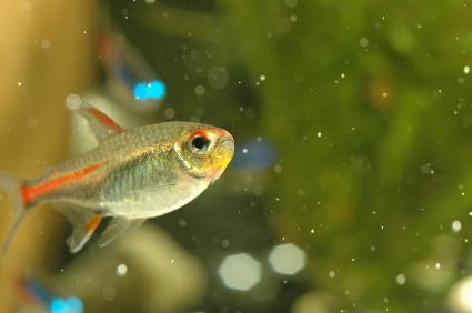 glowlight tetra