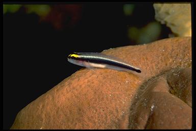 goby sitting on a sponge