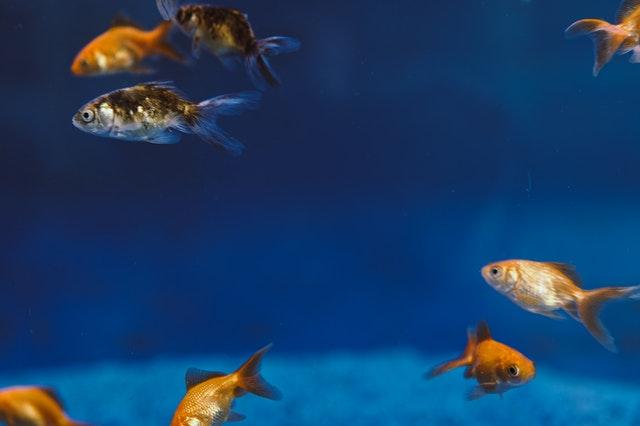 several goldfish of assorted colors in aquarium