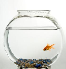 goldfish in fishbowl