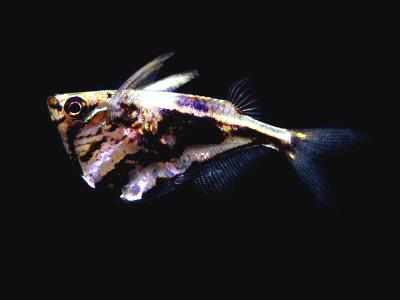 Marbled hatchetfish care online