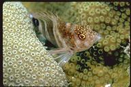 red spotted hawkfish