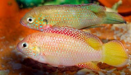 jewel cichlids