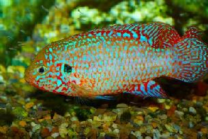 jewel cichlid and fry
